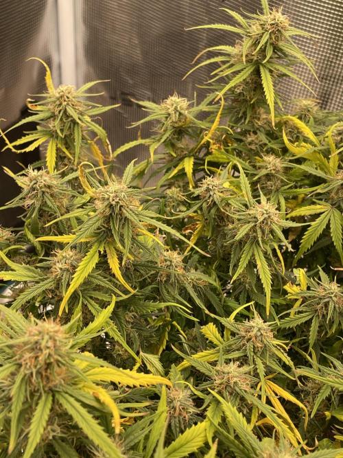 My First Growth--- Zamnesia Fast Pack. Week 10 - WC day 67