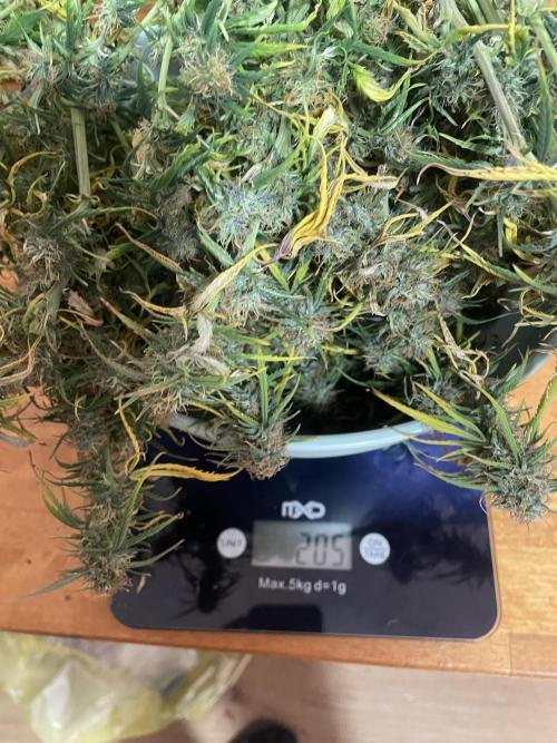 My First Growth--- Zamnesia Fast Pack. Week 11 - WC