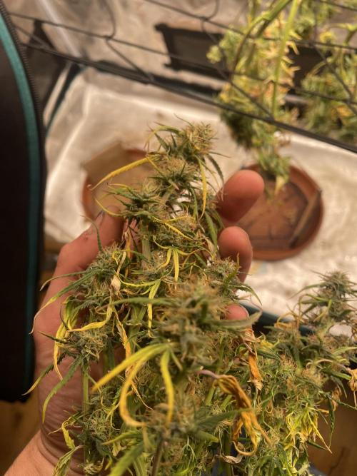 My First Growth--- Zamnesia Fast Pack. Week 11