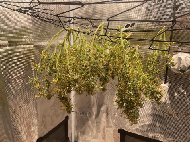 My First Growth--- Zamnesia Fast Pack. Week 11