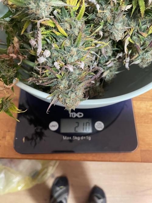 My First Growth--- Zamnesia Fast Pack. Week 11