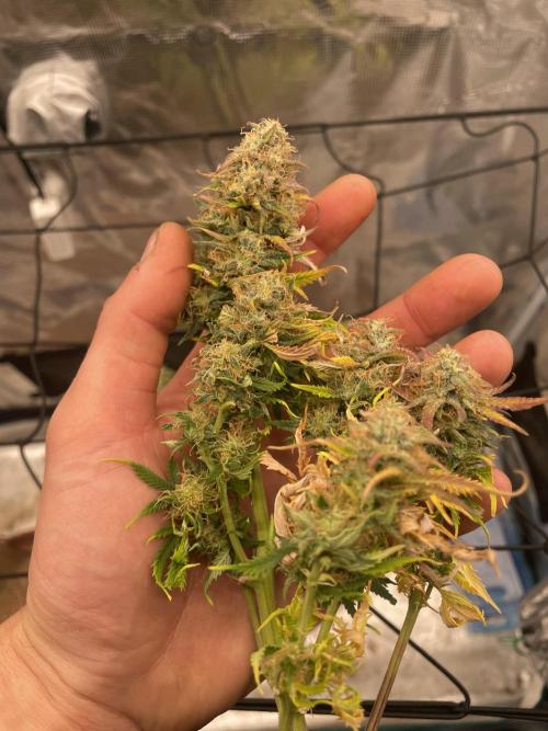 My First Growth--- Zamnesia Fast Pack. Week 11