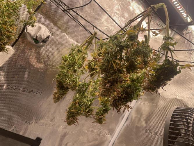 My First Growth--- Zamnesia Fast Pack. Week 11