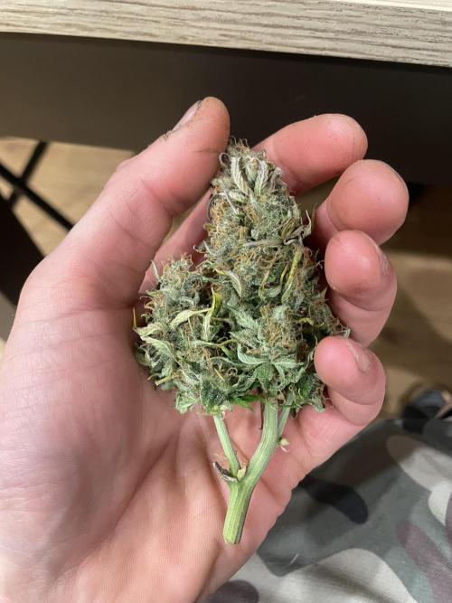 My First Growth--- Zamnesia Fast Pack. Week 11