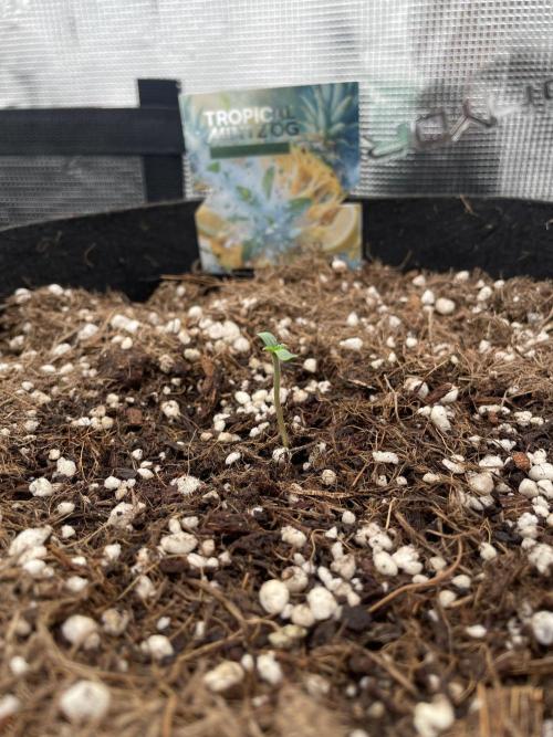 Tropical Mintz OG F1 Auto - Zamnesia. Week 0 - DAY 5