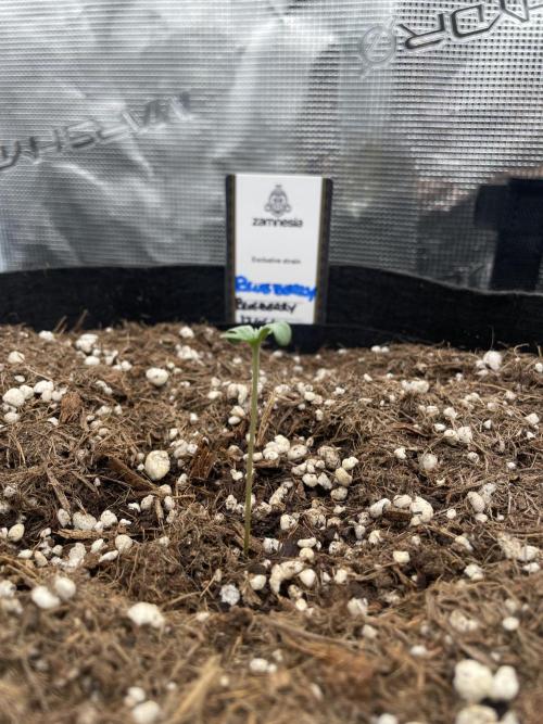 Blueberry Auto - Zamnesia. Week 0 - BB 1 Day4