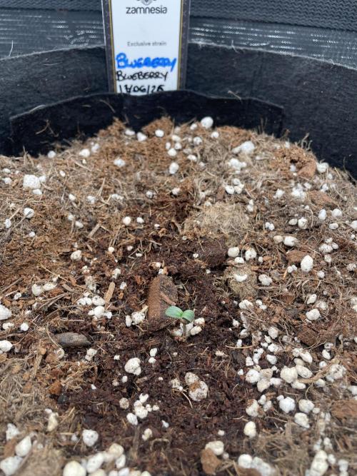 4 inch Inline Air Carbon Filter Odor Control. Week 0