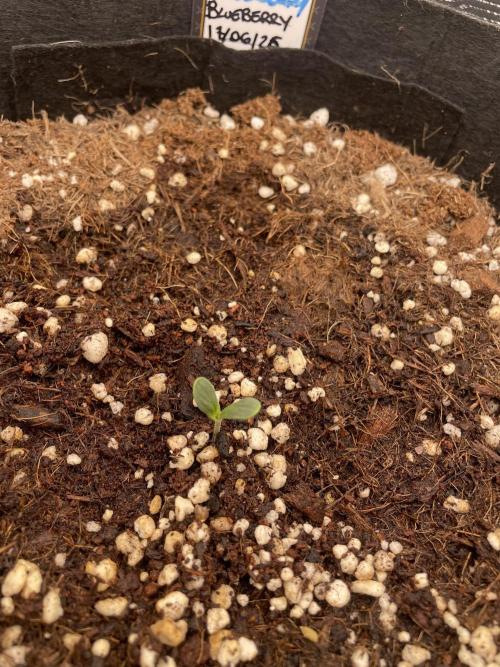 Blueberry Auto - Zamnesia. Week 1