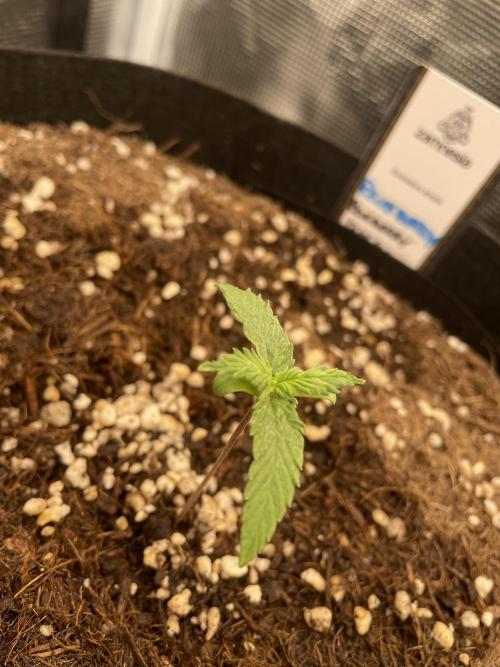 Blueberry Auto - Zamnesia. Week 1