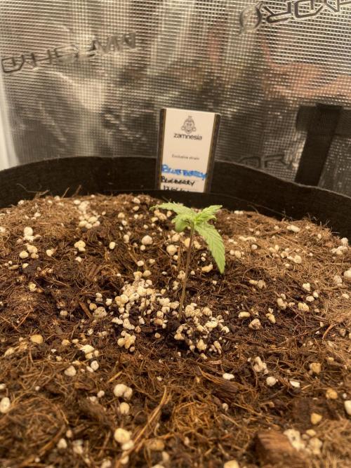 Blueberry Auto - Zamnesia. Week 1