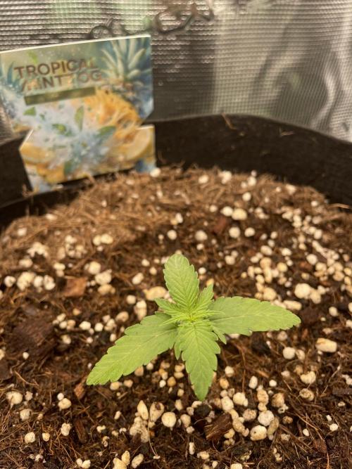 Tropical Mintz OG F1 Auto - Zamnesia. Week 1