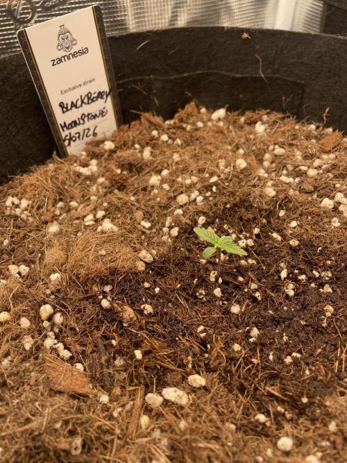 BlackBerry Monstone Auto. Week 0