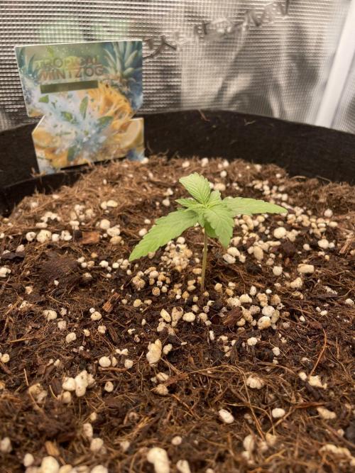 Tropical Mintz OG F1 Auto - Zamnesia. Week 2