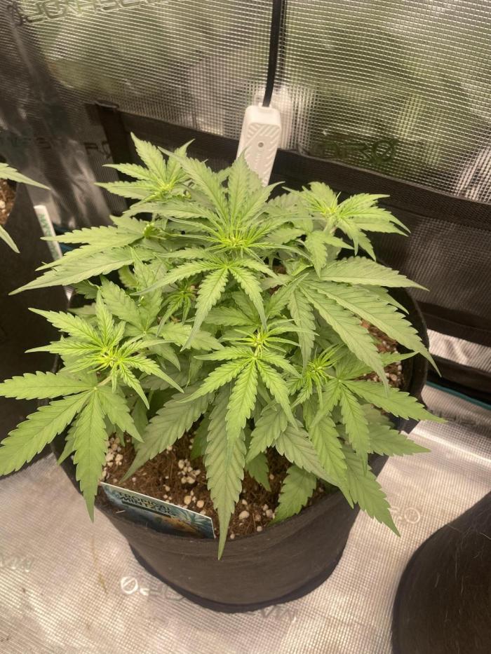 Tropical Mintz OG F1 Auto - Zamnesia. Week 4