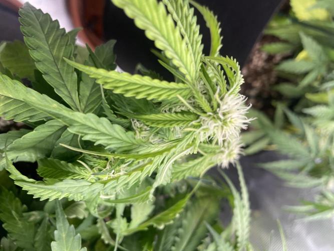 Tropical Mintz OG F1 Auto - Zamnesia. Week 6