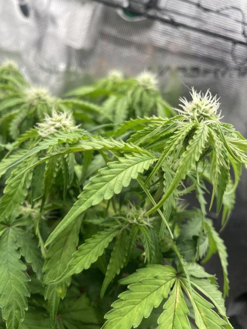 Tropical Mintz OG F1 Auto - Zamnesia. Week 6