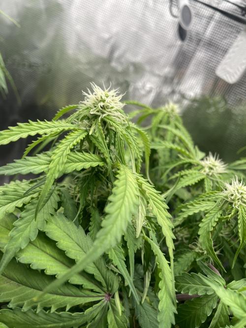 Tropical Mintz OG F1 Auto - Zamnesia. Week 6