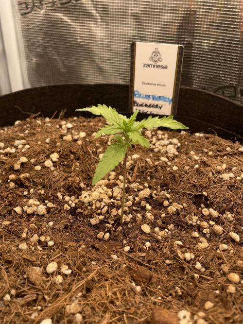 4 inch Inline Air Carbon Filter Odor Control. Week 2