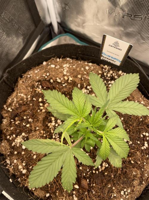 4 inch Inline Air Carbon Filter Odor Control. Week 3