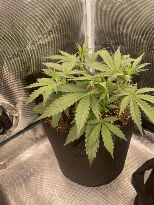 Blueberry Auto - Zamnesia. Week 4