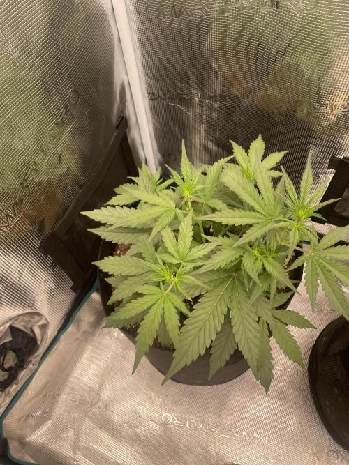 Blueberry Auto - Zamnesia. Week 4