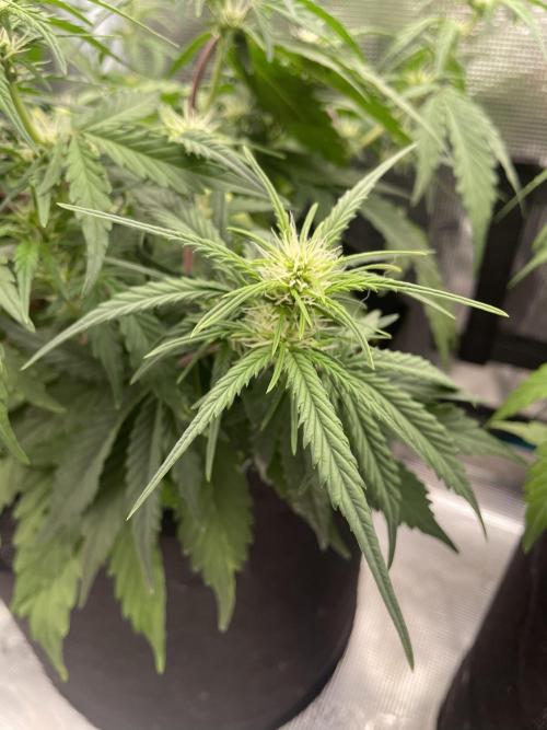 4 inch Inline Air Carbon Filter Odor Control. Week 5