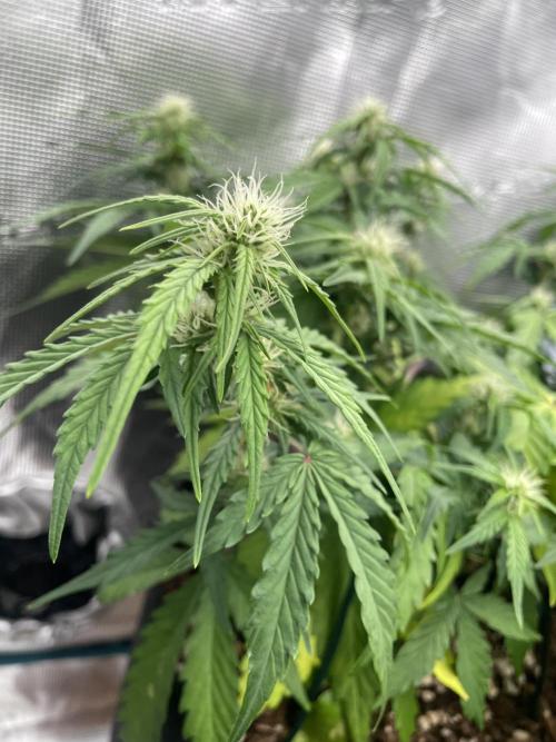Blueberry Auto - Zamnesia. Week 6