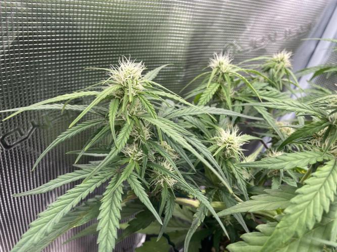 Blueberry Auto - Zamnesia. Week 6