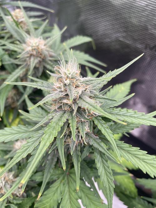 Blueberry Auto - Zamnesia. Week 8