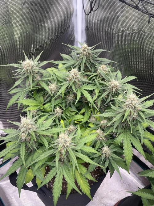 Blueberry Auto - Zamnesia. Week 8
