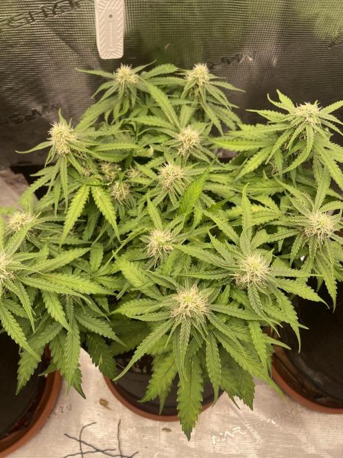 Tropical Mintz OG F1 Auto - Zamnesia. Week 7