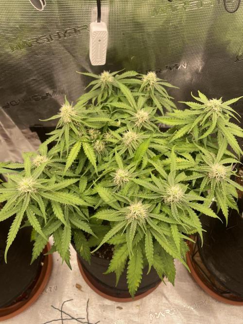 Tropical Mintz OG F1 Auto - Zamnesia. Week 7