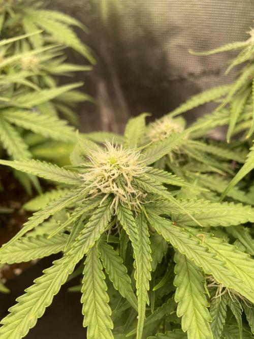 Tropical Mintz OG F1 Auto - Zamnesia. Week 7