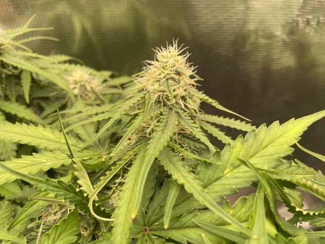 Tropical Mintz OG F1 Auto - Zamnesia. Week 7