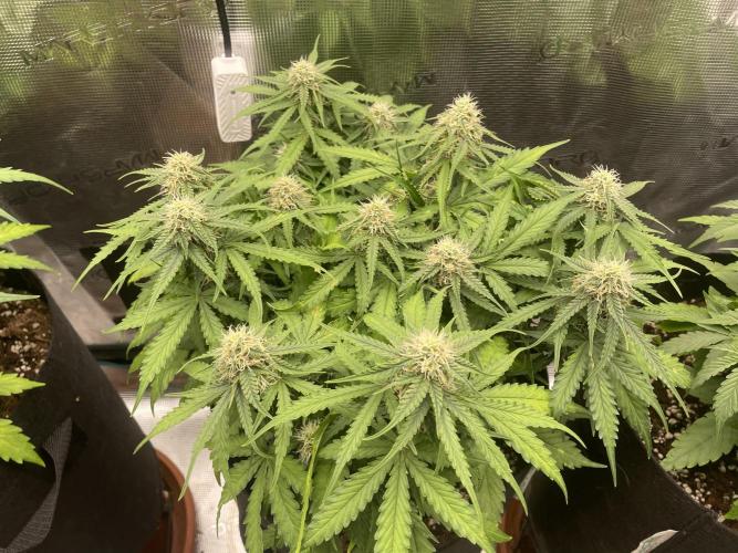 Tropical Mintz OG F1 Auto - Zamnesia. Week 7