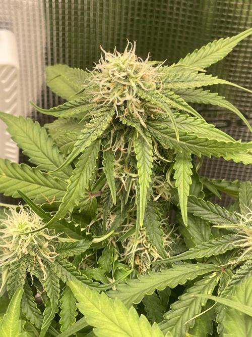 Tropical Mintz OG F1 Auto - Zamnesia. Week 7