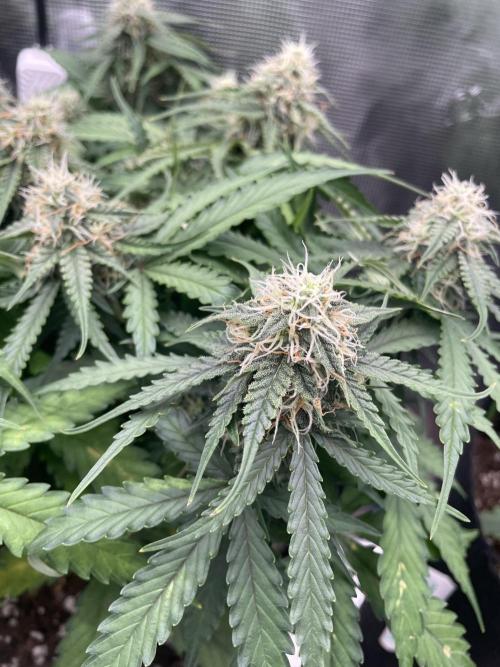 Tropical Mintz OG F1 Auto - Zamnesia. Week 8
