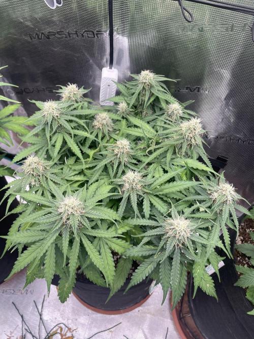 Tropical Mintz OG F1 Auto - Zamnesia. Week 8