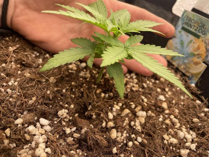 Tropical Mintz OG F1 Auto - Zamnesia. Week 3