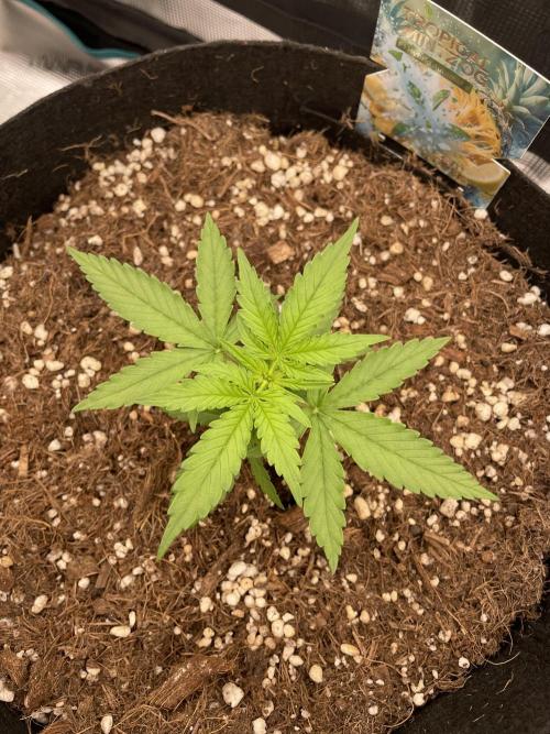 Tropical Mintz OG F1 Auto - Zamnesia. Week 3