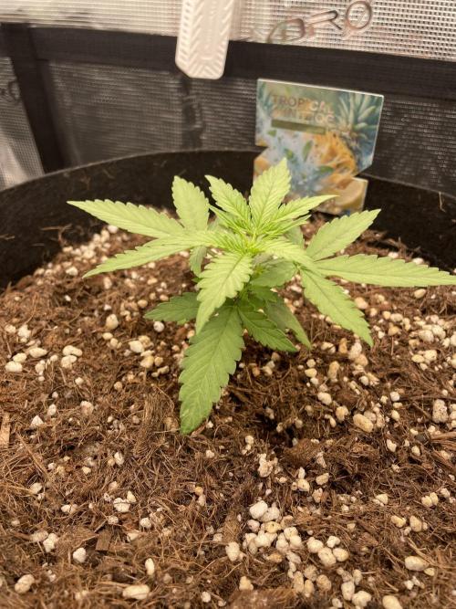 Tropical Mintz OG F1 Auto - Zamnesia. Week 3