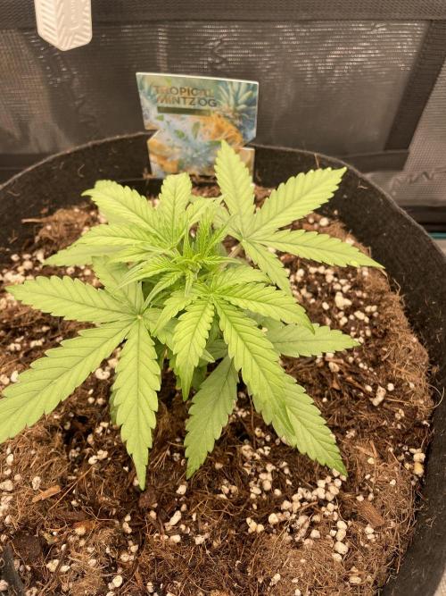 Tropical Mintz OG F1 Auto - Zamnesia. Week 3