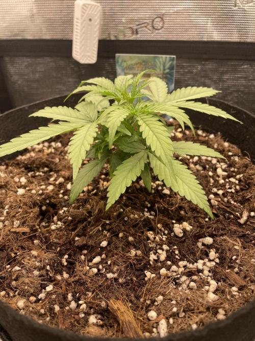 Tropical Mintz OG F1 Auto - Zamnesia. Week 3