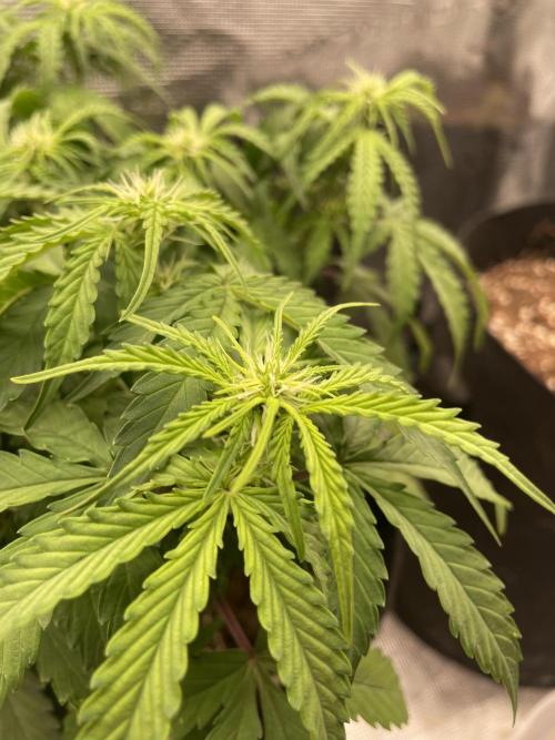 Tropical Mintz OG F1 Auto - Zamnesia. Week 5