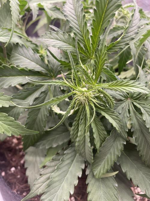 Tropical Mintz OG F1 Auto - Zamnesia. Week 5