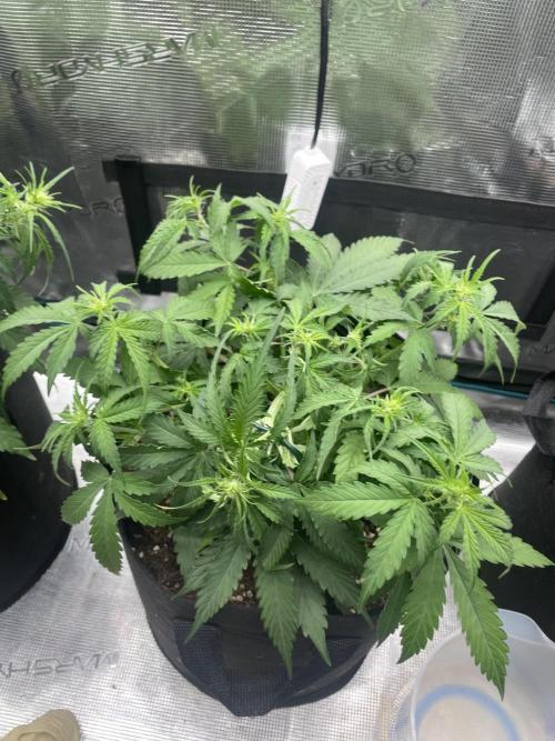 Tropical Mintz OG F1 Auto - Zamnesia. Week 5