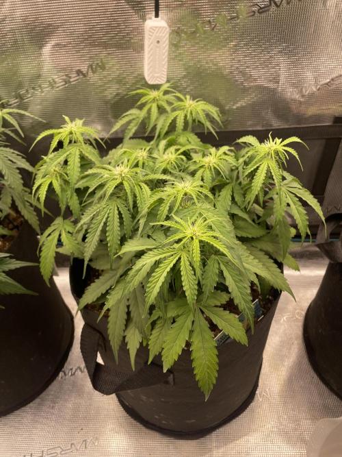 Tropical Mintz OG F1 Auto - Zamnesia. Week 5