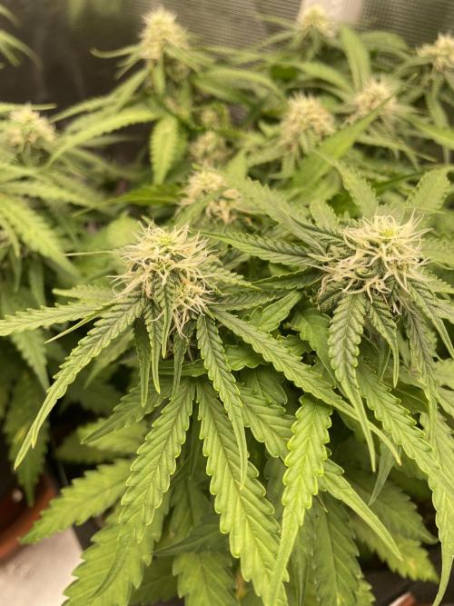 Blueberry Auto - Zamnesia. Week 7
