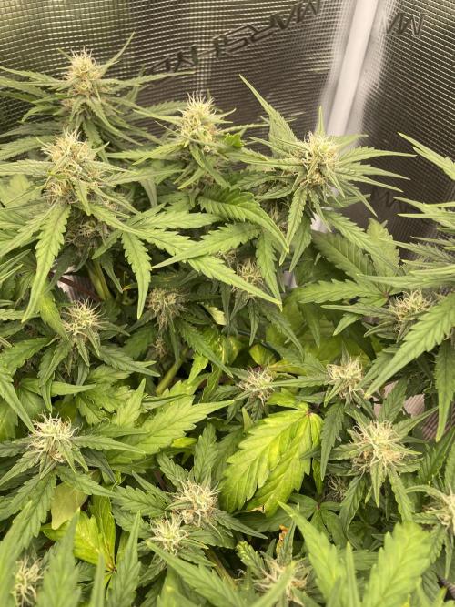 Blueberry Auto - Zamnesia. Week 7