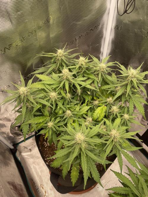 Blueberry Auto - Zamnesia. Week 7